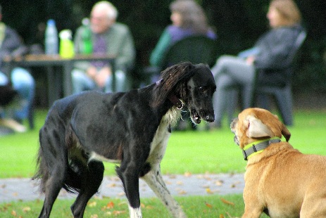 Hundewiese Eickhorst